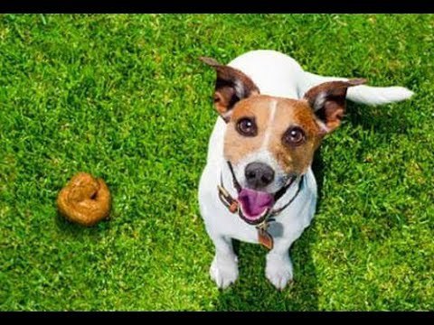 Por qué los perros te miran cuando están haciendo del baño | Noticias con Yuriria