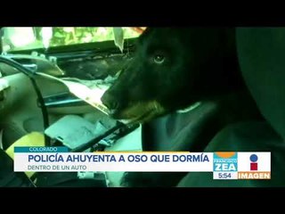Oso hambriento descansa al interior de un auto | Noticias con Francisco Zea
