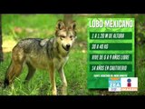Lobo mexicano está en peligro de extinción, solo quedan 300 | Noticias con Francisco Zea