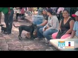 ¡Se organizan para que adopten perros abandonados! | Noticias con Francisco Zea