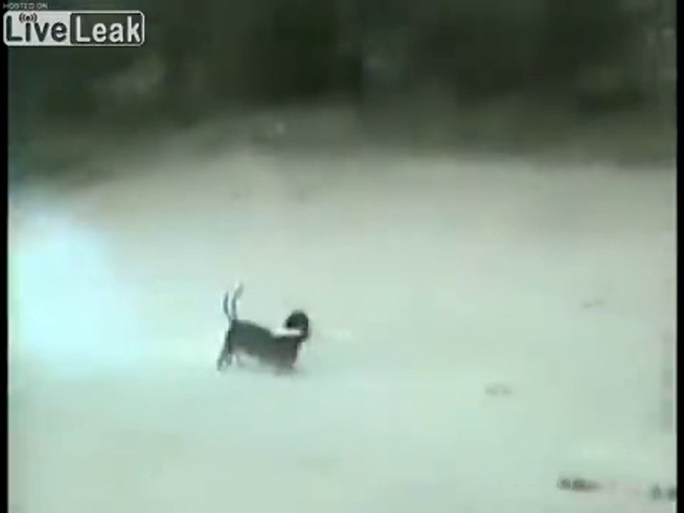 Quand ton chien ramène le feu d'artifice en train de péter !