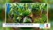 ¡IPN está inventando alimentos con plátano verde! | Noticias con Francisco Zea
