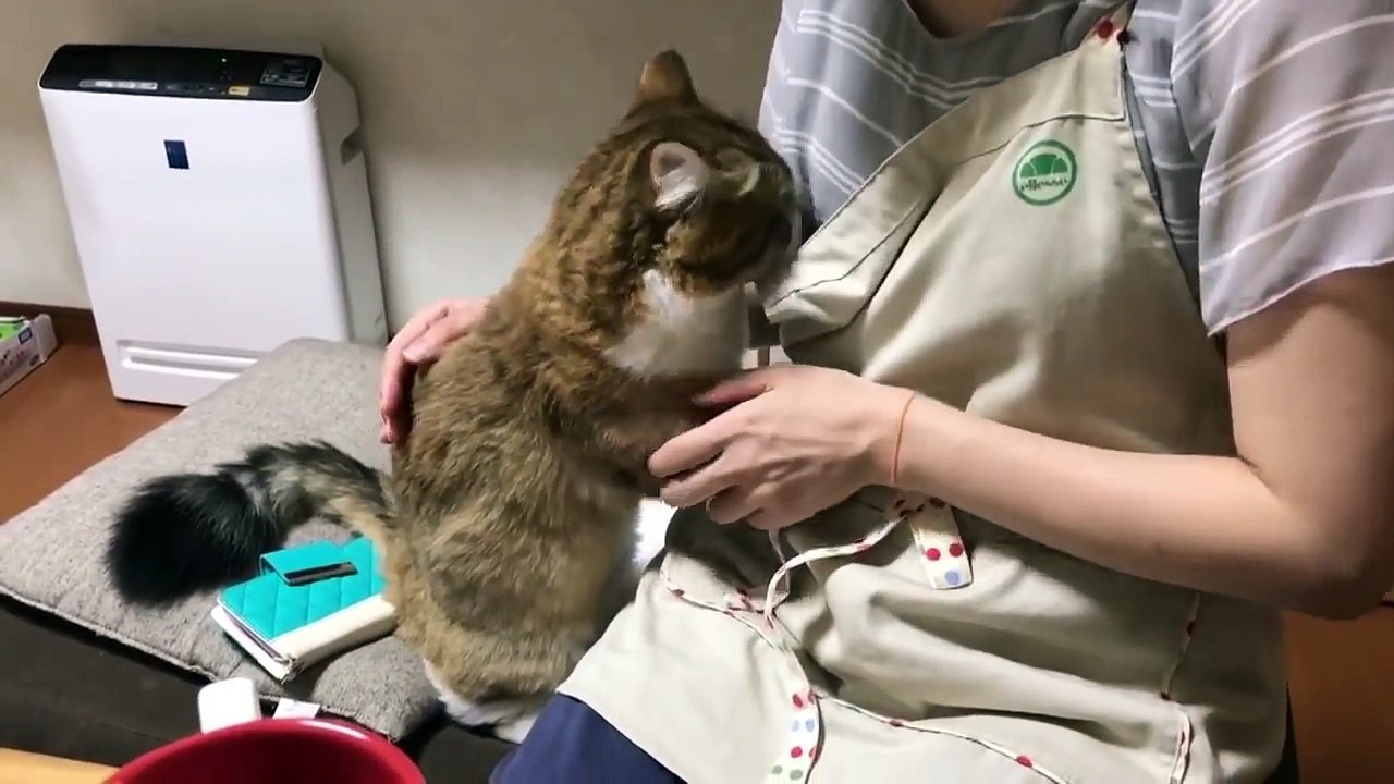 お母さんに甘えて見つめすぎる猫
