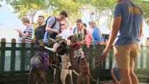 El Retiro celebra el 'Salón para la Adopción de Animales de Compañía'