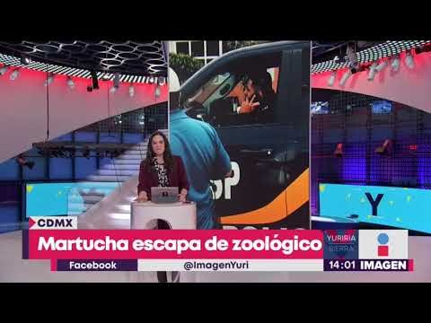 Policías de la CDMX atrapan a martucha después de varias horas | Noticias con Yuriria Sierra