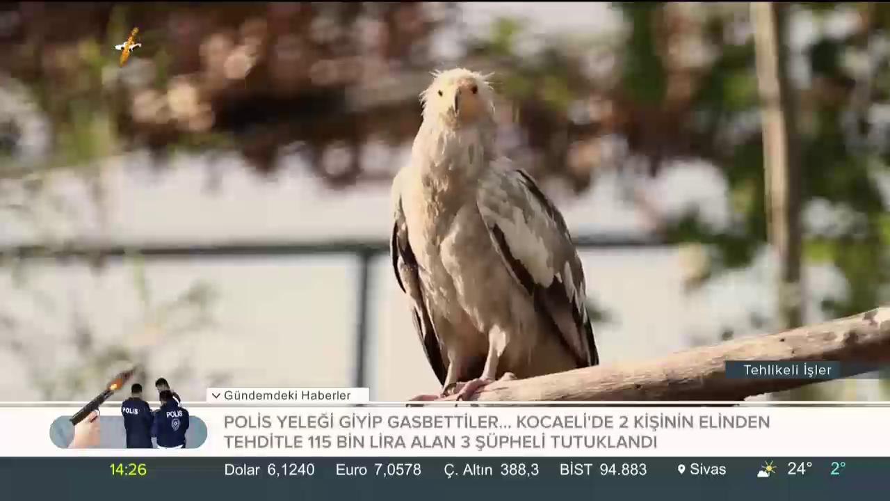 Tehlikeli İşler