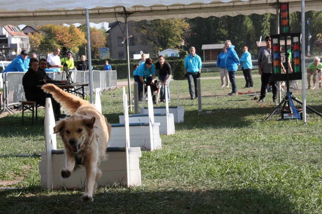 Flyball : des courses de chiens au parc du château de Saverne