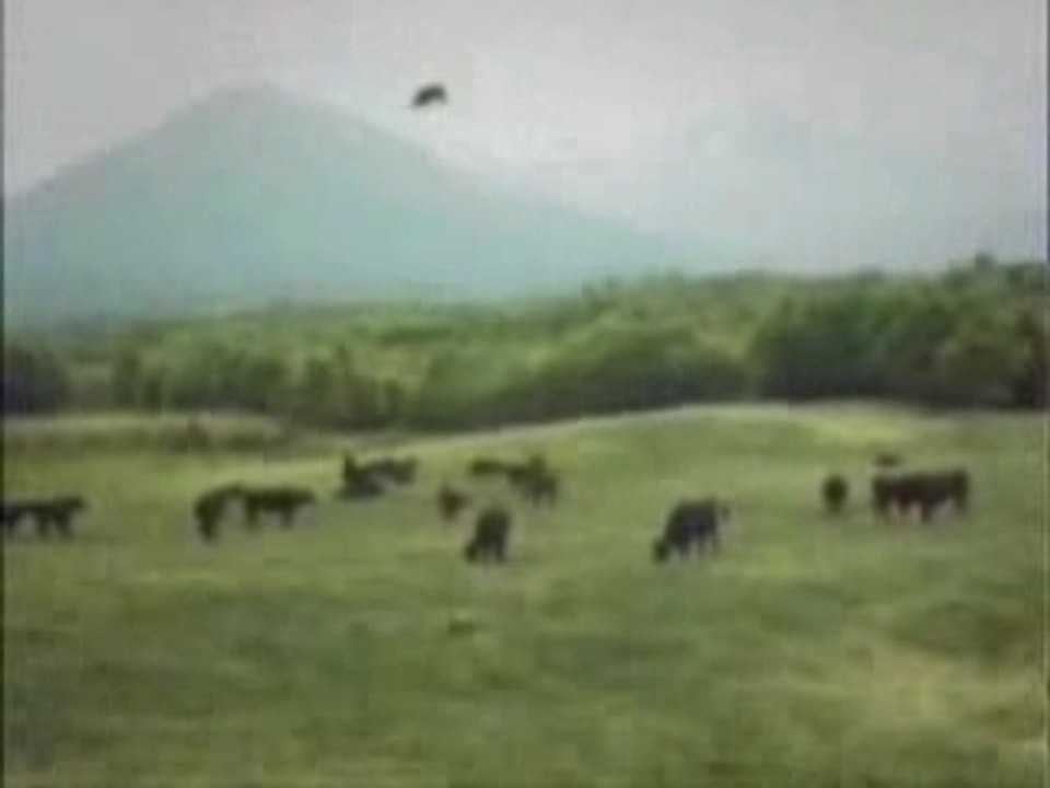 Real UFO Abduction of a Cow- - (is it real)