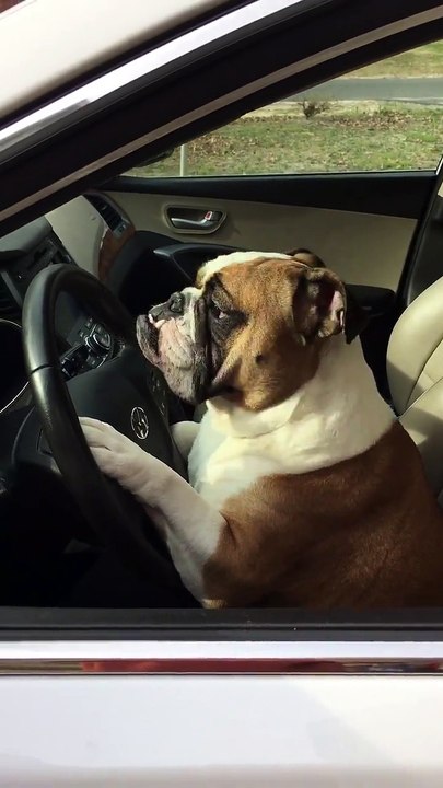 Gemma Is Ready For A Road Trip!!