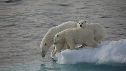 "지구 기온 상승 1.5℃로 제한"...인류 1,000만 명 구한다 / YTN