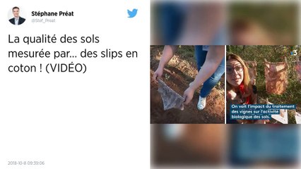 Var. Pour mesurer la fertilité des sols, on plante des...slips !