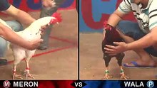Đá gà thomo mới nhất 2018 ngày 07/10/2018 - Video 9