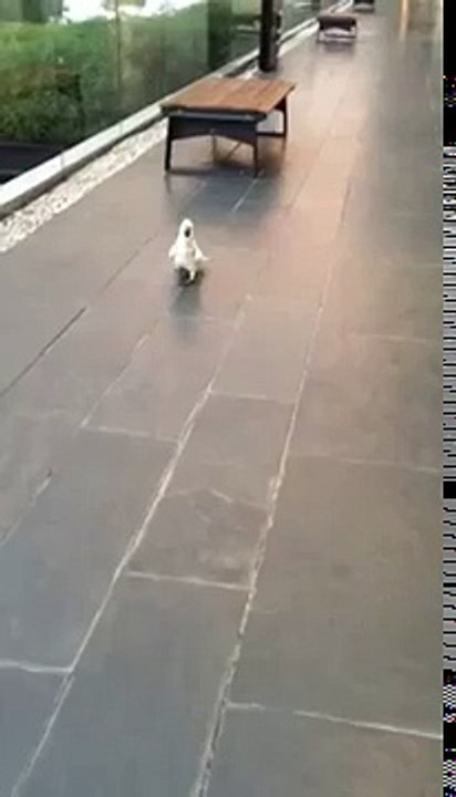 Parrot barks like a dog