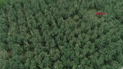 Bursa Deveci Armudunda Verim Düşük, Fiyat Yüksek