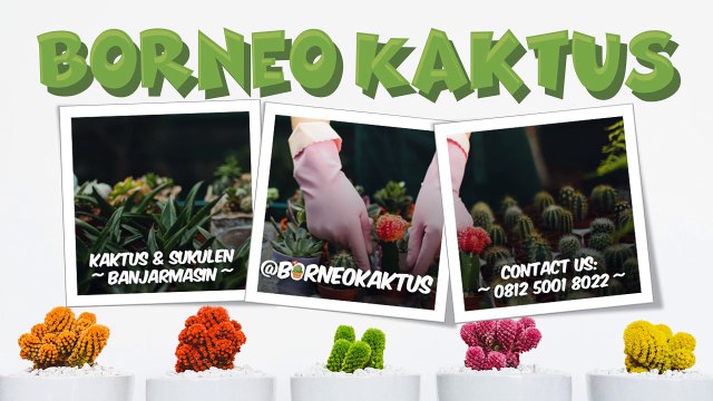 TERPERCAYA!!! 0812 5001 8022 (TSEL) Jual Kaktus Murah Banjarmasin