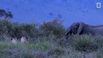 Watch: Black rhinos confront lions, elephants in a three-way standoff