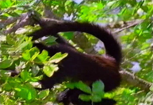 Mindennapi Tudomány - 0317 Evolution - Was Darwin Wrong