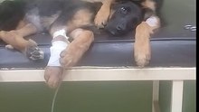 Cachorrinho conforta irmã doente durante seu tratamento no veterinário