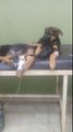 Cachorrinho conforta irmã doente durante seu tratamento no veterinário