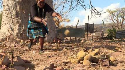 ثمرة الباوباب سلاح جنوب إفريقيات كثيرات ضد العوز