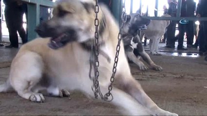 Türkiye'nin Çobanları Eskişehir'de Buluştu...bu da Çobanların Festivali