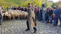 Les moutons prennent la poudre d’escampette à Bitche !