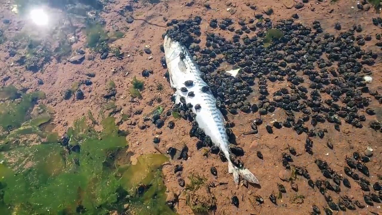 Il filme des centaines de coquillages qui viennent dévorer un poisson : timelapse impressionnant
