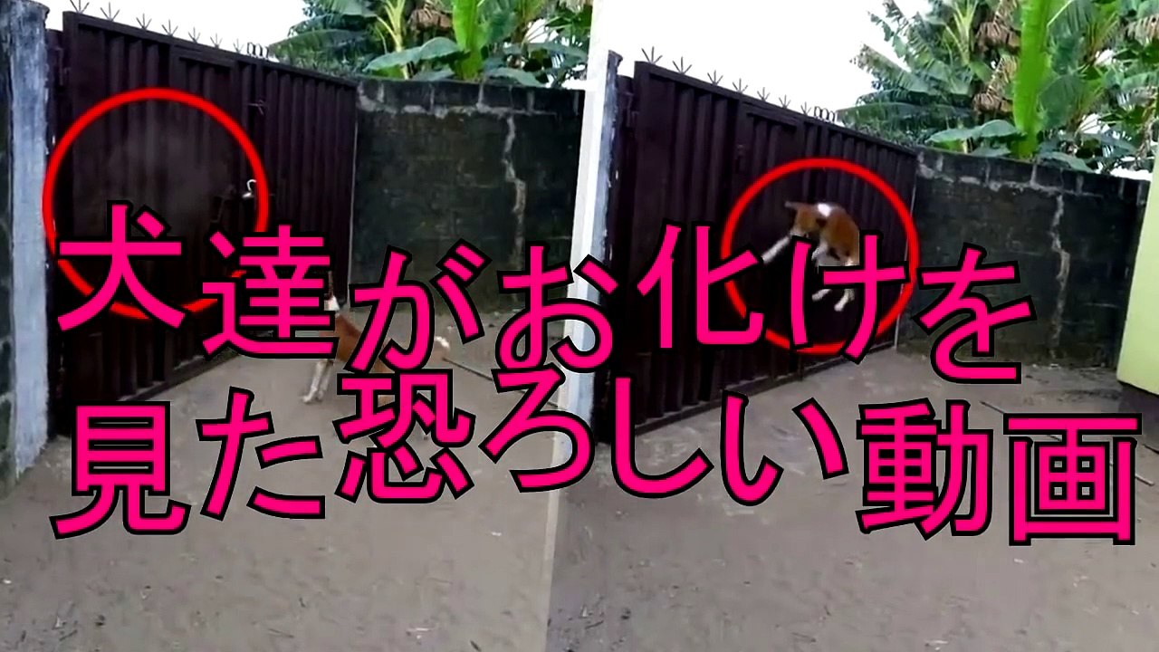 犬達がお化けを見た 恐ろしい動画 TOP10