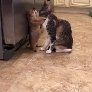 Un chat qui fait un gros calin à une marmotte... Trop mignon