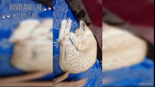 FUNNY Owner trying to Wake up Sleeping Cats - Cute Cat Videos Ever_- funny cat,funny cats,cat