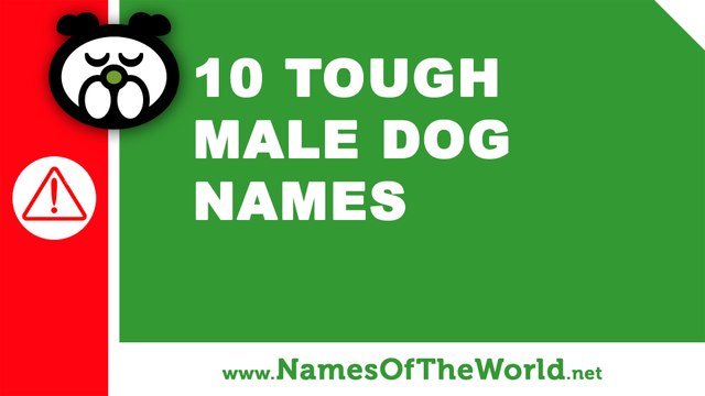 10 tough male dogs names - the best pet names - namesoftheworld.net