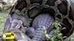 A dangerous snake  Swallowing a crocodile | amazing video of snake and crocodile | serious fun express
