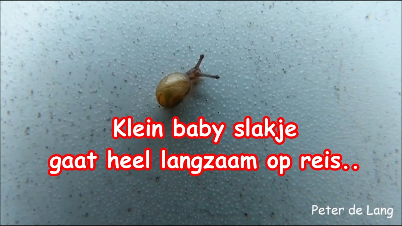 Baby slakje in mij tuin gaat op reis 28-09-2018