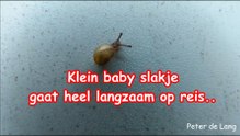 Baby slakje in mij tuin gaat op reis 28-09-2018