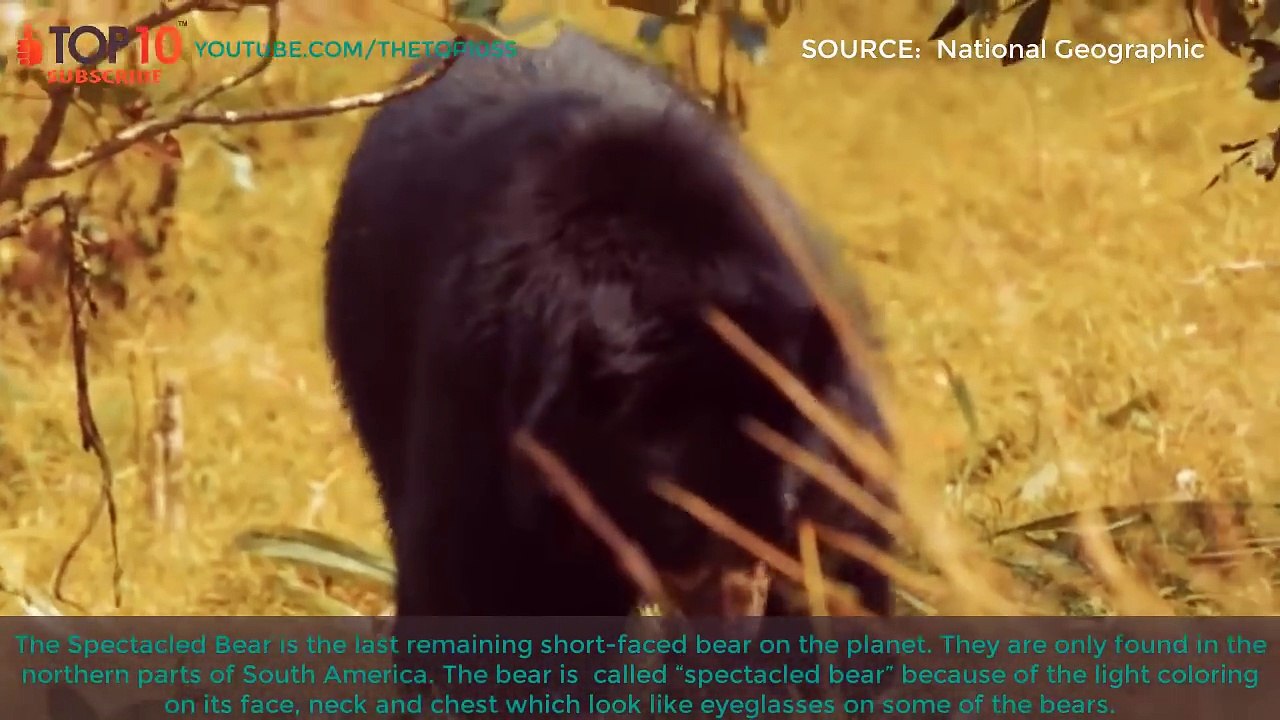 TOP 10 BIGGEST BEARS IN THE WORLD -Grizzly Bear, Kodiak Bear, Polar Bear,...