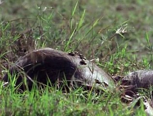 Killing For A Living S01 E06