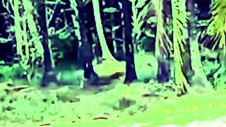 Strange Creature Caught On Camera | Bigfoot Like Creature
