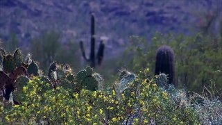 Un parc de l'Arizona insère des micropuces sur ses cactus pour traquer les voleurs