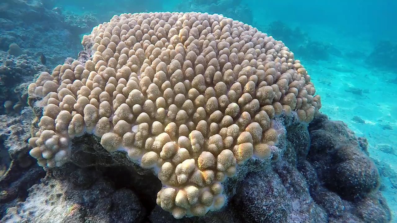 Aroa Lagoonarium Marine Reserve "Raui" accessed directly from the beach in front of The Rarotongan Beach Resort & Spa and Sanctuary Rarotonga has a wide range o