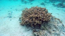 Hundreds of colorful fish can live in one coral head with dozens of different species making their home together among a single coral heads.  The best snorkelin