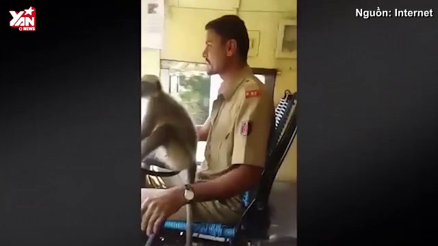Rùng mình khi tài xế xe buýt giao tính mạng hành khách cho... khỉ