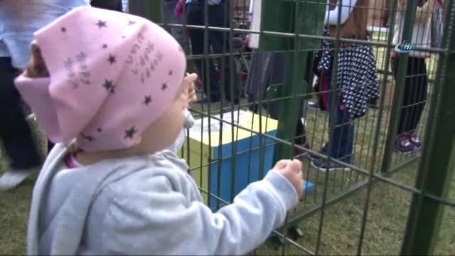 Kağıthane'de Çocuklardan Hayvanlara Mektup Rekoru