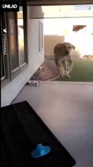 Dog Jumps With Delight When Sitter Shows Up