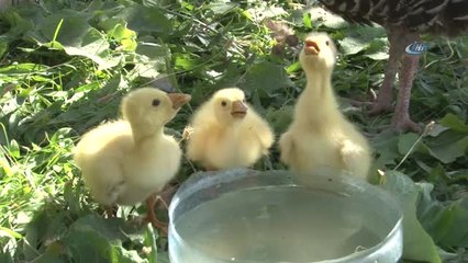 Çin Irkı Civciv Kazlara Hindi Sahip Çıktı