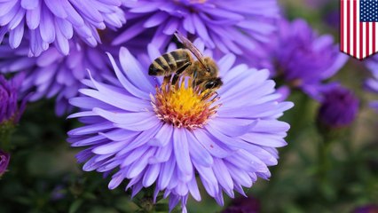 Study finds mushroom extract could help save bee population