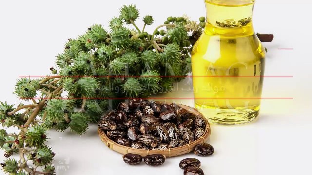 فوائد زيت الخروع للشعر والبشرة... جرّبيه لعلاج حب الشباب والحروق