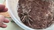 Twerking  tarantula MEETS a FEMALE for the FIRST TIME !!! (Not very wise moves
