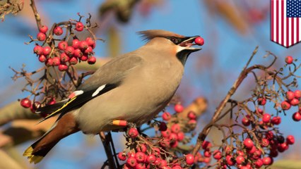 Drunk birds causing trouble in Minnesota town