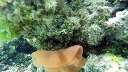 Video herunterladen: Enjoy Snorkeling the Coral Gardens of Aroa Lagoonarium Marine Reserve 