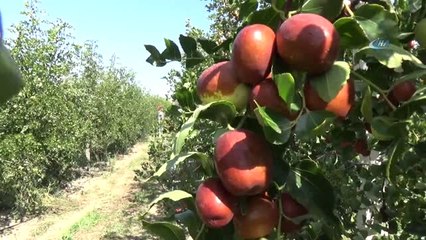 Rüyasında Gördü, 6 Yılda Diktiği 13 Bin Fide ile Siparişlere Yetişemiyor